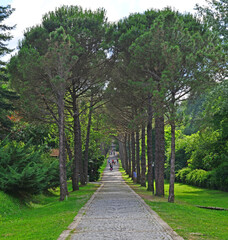 Ataturk Arboretum, located in Istanbul, Turkey, is a natural museum with many lice and trees.