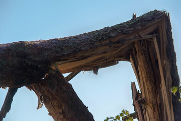 Close-up of broken tree trunk with splintered wood after storm damage, natural disaster concept