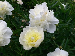 White peonies blooming green garden