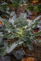 Reifer Brokkoli im Gartenbeet &ndash; nachhaltiger Gem&uuml;seanbau und gesunde Ern&auml;hrung im Selbstversorgergarten