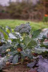 Reifer Brokkoli im Gartenbeet &ndash; nachhaltiger Gem&uuml;seanbau und gesunde Ern&auml;hrung im Selbstversorgergarten