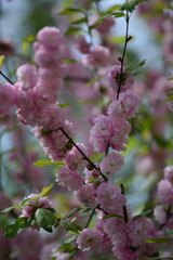 Flowering almond blossoms, blooming prunus triloba pink floral background, pink flowers background.