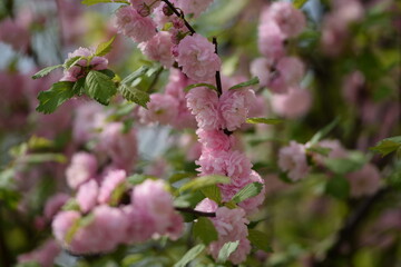 Flowering almond blossoms, blooming prunus triloba pink floral background, pink flowers background.