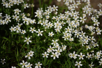 Greater starwort, white spring flowers and green leaves, spring garden flowers background.