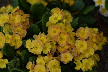 Primroses orange and yellow flowers on bokeh garden background. Primulas closeup.