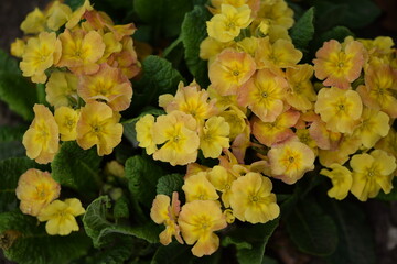 Primroses orange and yellow flowers on bokeh garden background. Primulas closeup.