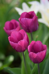 Obraz premium Purple tulips on bokeh spring garden background, tulips background, selective focus, tulips spring background.