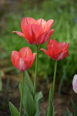 Red tulips on bokeh  spring garden background, tulips background, selective focus, blurred background.