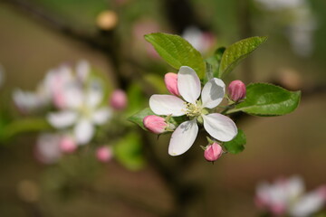 Blooming apple tree flowers and pink buds, apple blossoms on tree branch closeup, bokeh background, selective focus.