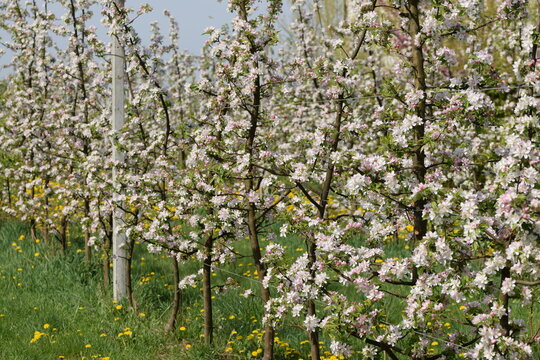 Apple orchard in bloom, blooming apple trees, organic orchard in bloom.