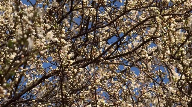 Blue sky and cherry tree branches with white flowers