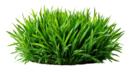 Lush Green Grass: A vibrant clump of fresh, emerald-green grass flourishes, its blades reaching outwards, symbolizing the vitality and resilience of nature.