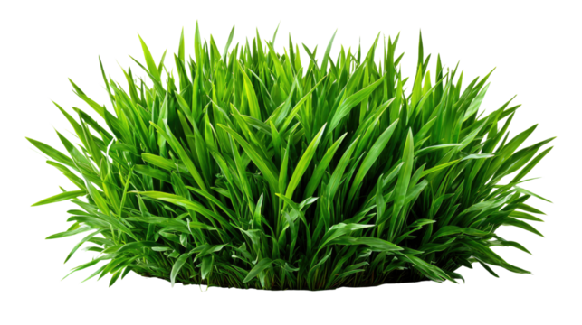 Lush Green Grass: A vibrant clump of fresh, emerald-green grass flourishes, its blades reaching outwards, symbolizing the vitality and resilience of nature.
