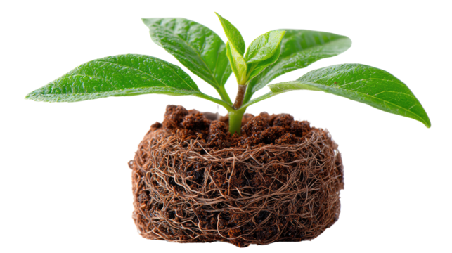 Seedling's Gentle Ascent: A young plant, its vibrant green leaves reaching towards the sunlight, emerges gracefully from a compact cluster of earth and roots.