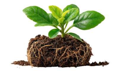 Sprout of Life: A vibrant plant, a symbol of growth and renewal, emerges from a rich bed of soil, its leaves reaching towards the light. This image encapsulates themes of new beginnings.