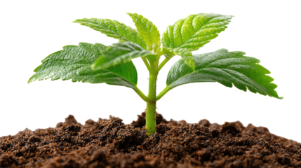 Seedling's Ascent: A vibrant seedling, a symbol of growth and potential, emerges from rich soil. Its fresh green leaves reach towards the sky, embodying resilience and the promise of new beginnings.