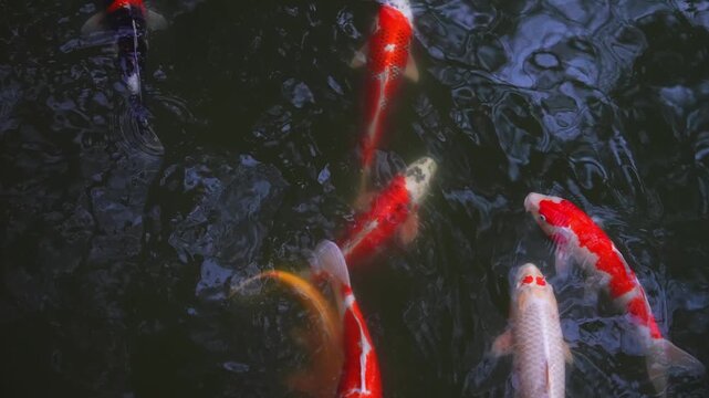 Top down view shows koi in reds, whites, oranges, blacks gliding in a garden pond in Hiroshima Itsukushima area. Soft daylight, close framing, ripples and reflections.