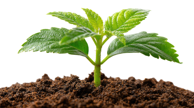 Seedling's Ascent: A vibrant seedling, a symbol of growth and potential, emerges from rich soil. Its fresh green leaves reach towards the sky, embodying resilience and the promise of new beginnings.