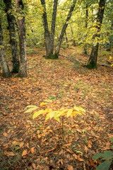 Young Chestnut Among Autumn Leaves