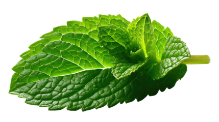 Mint Leaf's Freshness: A close-up showcases a vibrant mint leaf, displaying its lush green texture and intricate details, hinting at its refreshing and aromatic qualities.