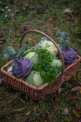 Kohlrabi und Wei&szlig;kohl im Erntekorb &ndash; frisches Gem&uuml;se aus dem nachhaltigen Selbstversorgergarten