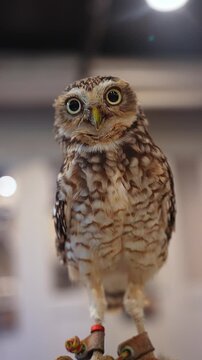 Small mottled brown owl perches on a stand indoors. Leather jesses and leg bands are visible. Warm light, shallow depth of field, slight head tilt, round bokeh lights.