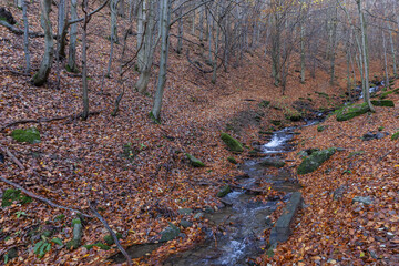 Autumn Forest Stream with Cascade Water and Fallen Leaves