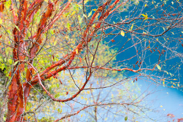 Fototapete bei efototapeten.de bestellen   