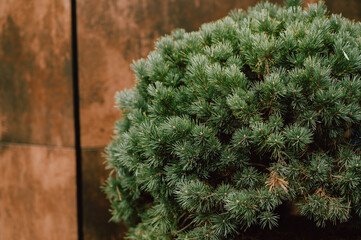 minimalist arrangement showcasing lush evergreen shrub amidst urban architectural elements
