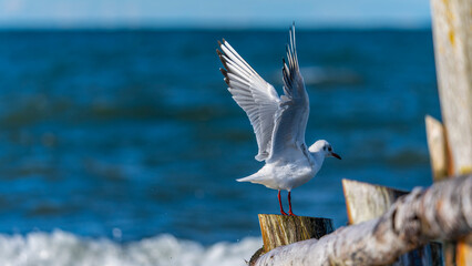 eine Seemöwe sitzt auf einem Baumstamm