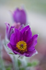 Eine bl&uuml;hende Kuhschelle.