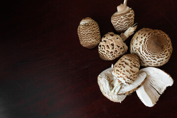 Macrolepiota procera, the parasol mushrooms, young and unopened on a dark brown background. Concept of natural pattern, warm tones, and rustic composition with copy space. © Natallia