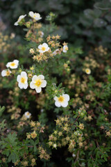 delicate white and yellow flowers bloom amidst lush green foliage, creating a serene and vibrant tapestry of nature's intricate beauty and tranquility in a garden setting, simple, cluster, charming