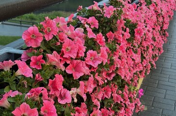 Pink flowers on a bridge, city decoration