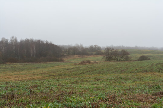 Misty autumn vista of lush green fields with golden grasses and a lone tree, stretching to foggy birch woodlands under a soft overcast sky. Serene rural landscape capturing seasonal tranquility - Powered by Adobe
