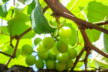 A bunch of grapes, a beautiful bunch of grapes on a vine in the morning light of a Brazilian summer, selective focus.