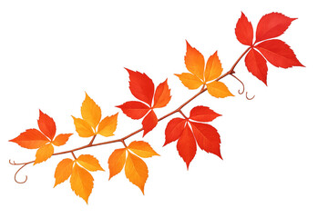 Autumn leaves branch with changing fall colors, vibrant red and orange virginia creeper plant foliage elements