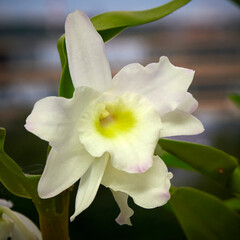 White orchid Dendrobium nobile in August