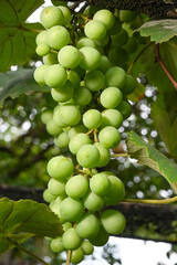 A bunch of grapes, a beautiful bunch of grapes on a vine in the morning light of a Brazilian summer, selective focus.