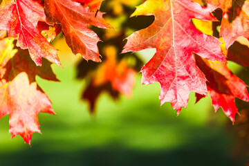 Vibrant Red, Orange & Yellow Autumn or Fall Oak Leaves Framing Vibrant Green Background- Backdrop, Frame, Border, Wallpaper, 