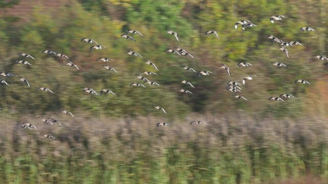 Black-tailed Godwits, Limosa limosa, birds in flight over marshes