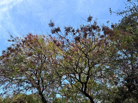 Pistacia terebinthus (terebinth tree) branches with autumn foliage and fruit clusters against blue sky, Mediterranean deciduous tree with twisted trunk and colorful leaves in natural forest setting.
