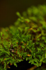 green moss in the forest