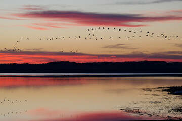 Grues cendr&eacute;es au lever du jour