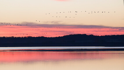 Grues cendr&eacute;es au lever du jour