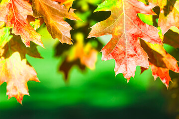 Vibrant Orange, Red & Yellow Autumn or Fall Oak Leaves Framing Vibrant Green Background- Backdrop, Frame, Border, Wallpaper, 