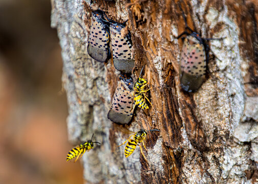 Yellowjacket wasps  are attracted to the sugary liquid called honeydew that is excreted by spotted lanternflies
