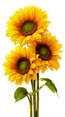 Sunflower flowers yellow nature garden vase petals center seeds bloom sun bright vibrant floral botanical plant gardening