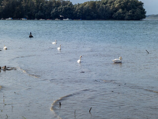 swans on the lake