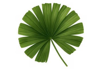 Green tropical fan palm leaf showing natural texture and radiating veins on transparent background